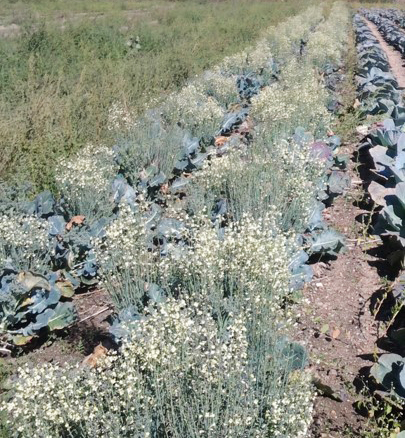 Broccoli bolting